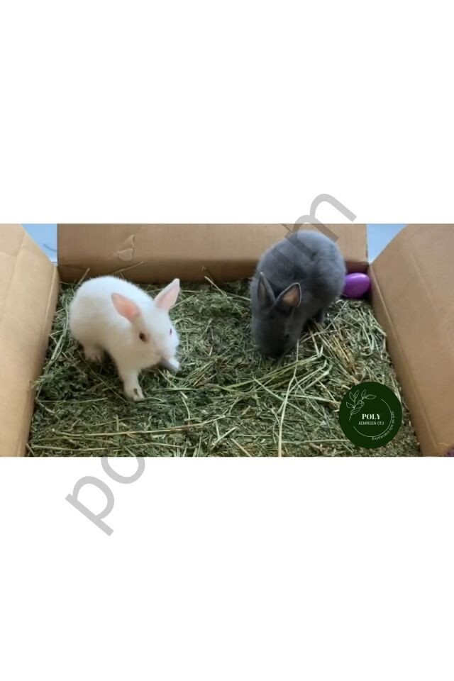 Kemirgenler Için Kuru Yonca Otu 750 Gr.  Tek Ebat