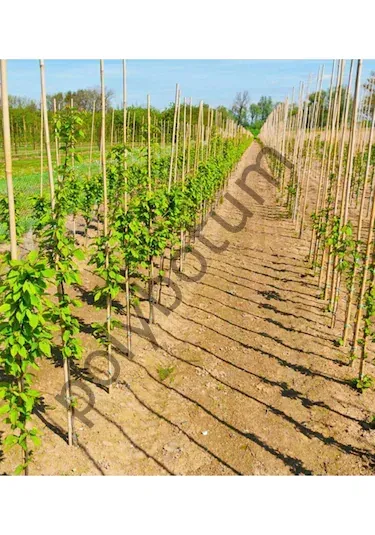 Bambu Bitki Destek Çubuğu 200 cm 10'lu | Saksı, Bahçe, Sarmaşık ve Çiçekler İçin Doğal Destek(Kopya)